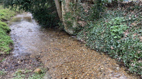 A narrow, shallow, clear stream - with gravel on its bed - banked by foliage on both sides