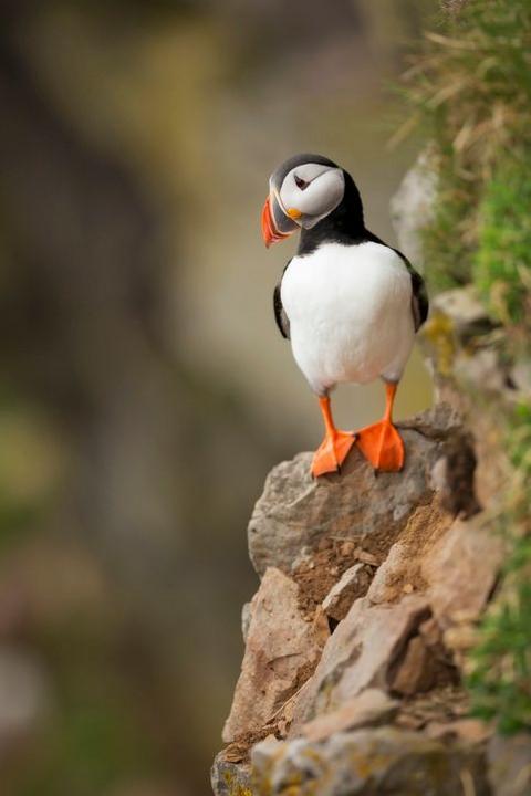 a puffin standing on a cliff edge