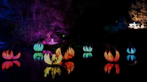 Lit-up flowers on a lake at Cambridge Botanic Garden