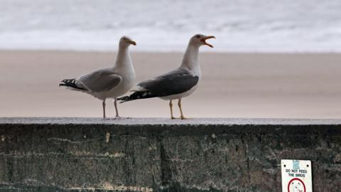 Gwylanod ger y môr