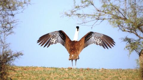 A great Indian bustard seen in the wild in Jaisalmer