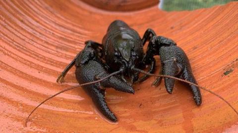 A crayfish. The dark crustacean is photographed from the front with two claws extended and two, long thin antennae protruding from above its mouth.