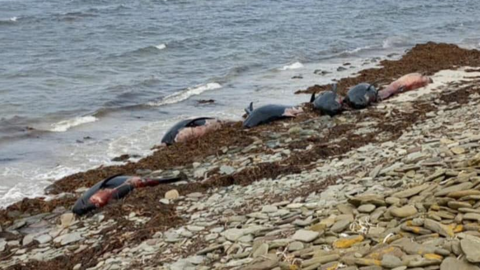 Dead pilot whales on a beach