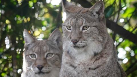 Two lynx in front of a leafy background. The lynx furthest from the camera is slightly out of focus. They have light brown soft fluffy fur with longer white fluff under their chin