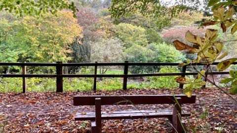 An empty wooden bench in the foreground is surrounded by fallen autumnal leaves on the ground. The bench is placed on an elevated viewpoint looking out to a green space with green and brown trees.