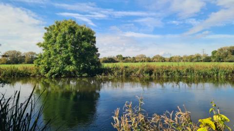 A river scene on a sunny day. The river takes up about half of the bottom of the image with reeds, a tree and grass on the bank. A tree line can be seen in the distance under a blue, clear sky