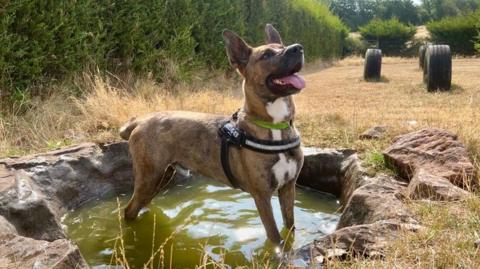 A photo of a dog in a pond, standing outside. The dog looks happy and has his tonge out. He is brown and has a white patch at the front of his body.