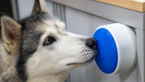A grey-and-white, blue-eyed husky dog presses a large blue button with her nose. The blue button is surrounded by white casing. The button is stuck onto a white wall.