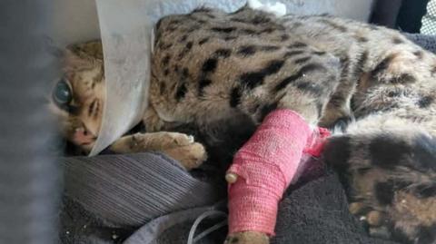 A Savannah cat lying down in a cage on a black towel with a bandage round its leg. The animal has brown fur with dark spots and markings across its body and a cone around its head.