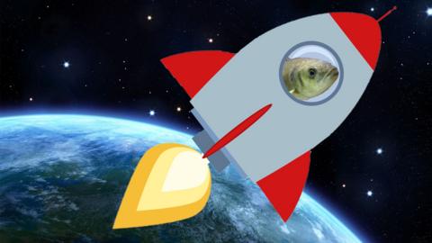 a fish in a rocket ship blasting off into space