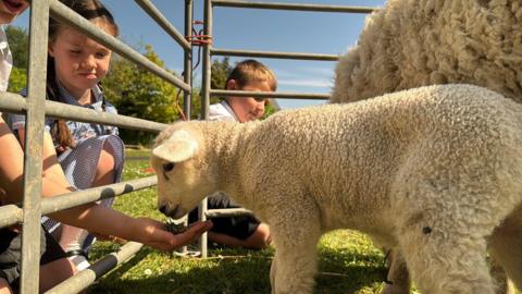 A lamb eats from the hand of a small child which is feeding it through a metal gate. A larger sheep can be seen next to the lamb.