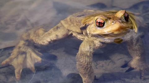 A common toad floats in shallow water in a pond