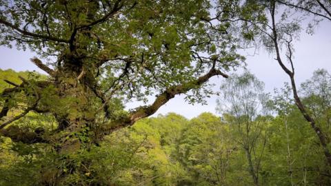 Coeden yng nghoedwig Felenrhyd ger Blaenau Ffestiniog