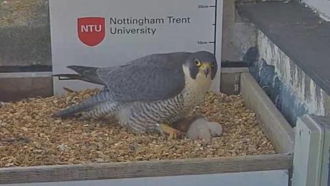 A falcon with a white chick in a box filled with stones. The image is taken from a webcam.