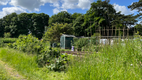 An allotment plot with lots of plants, garden canes and a green shed on a sunny day. 