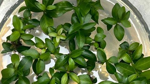 Angle-stemmed myrtle shoot tips in a petri dish. 
