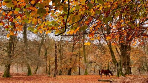 A New Forest pony walks through the shot under trees with vivid brown leaves. The ground is a carpet of brown leaves and in the foreground you can see the branches of trees that are full of autumn colours of brown, yellow and orange.