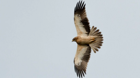 An eagle with black wing edges and brown feathers in flight.