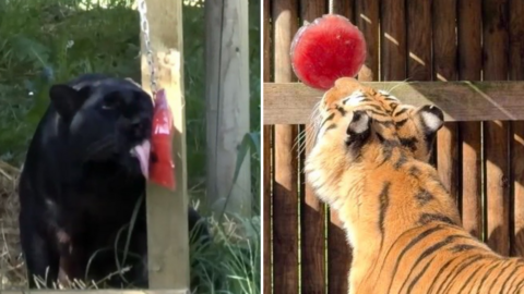 A composite image of two photos next to each other. On the left is a black leopard with its tongue out, licking a red circular piece of ice hanging from a chain on a post. On the right is a Bengal tiger with its nose on a red circular ice cube hanging above it, next to a fence.