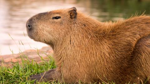 Capybara