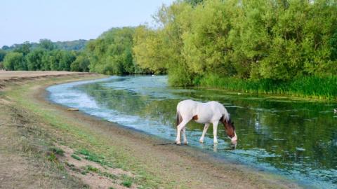 A white and brown pony drinks from a river. The water is low and the grass is parched. The bank is lined with green trees and reeds.