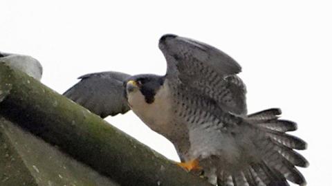 A peregrine falcon showing its wings on the clock tower