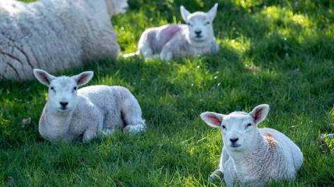 An image of lambs grazing in a green field.