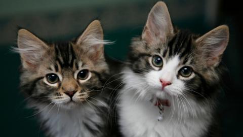 Two domesticated brown and white kittens. The one on the right has a collar around its neck.