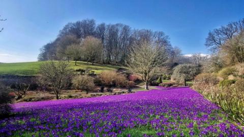 A swathe of purple crocuses with trees and a green field in the background and bright blue sky 
