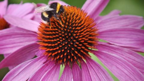 Close up of a bee on a pink flower