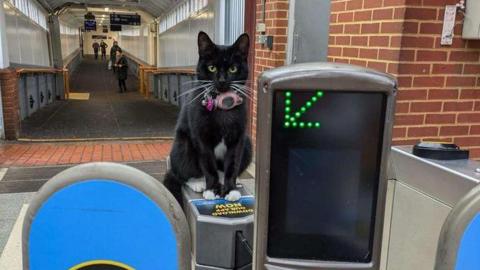 A black cat with a pink collar sitting on a train ticket gate.