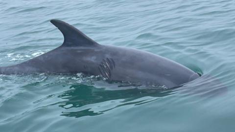 The dolphin has its head below the water but the top of its tail and body as well as its dorsal fin can be seen. There is a series of deep scratches in the area just before the dorsal fin, some showing white against the dark grey of its skin. The water is green-blue and calm.