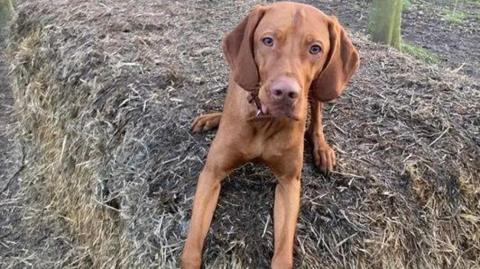 Archie - a brown Hungarian Vizsla dog - sitting on the grass. He is looking directly at the camera.  