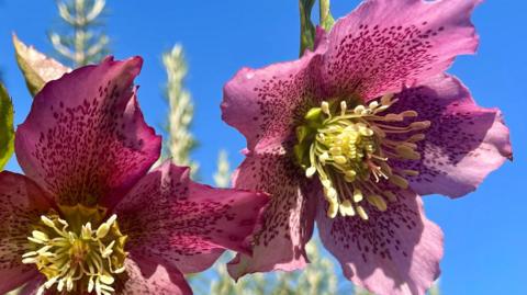 A close-up of pink and yellow flowers with a blue sky in the background