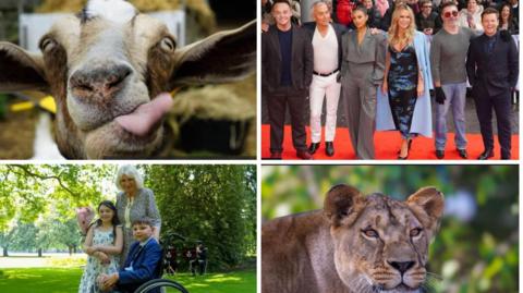 A collage of some of the images that relate to stories in the round up. In the top left is a goat, the bottom left Queen Camilla photographed with two children at a garden party, the top right the Britain's got talent judges and presenters and the bottom right a lioness. 