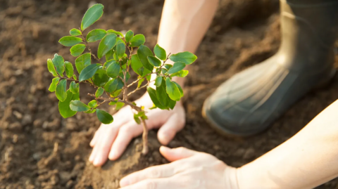 A tree sapling in the ground. Two hands can be seen planting it and a person's foot in a boot.