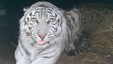 A tiger with predominantly white fur and dark grey stripes is lying down on ground covered in straw. He is looking directly into the camera, has light blue eyes and his tongue is poking out slightly.