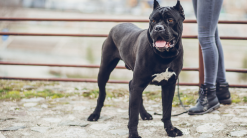 A black Cane Corso Italian mastiff, stood by a rusty gate and looking away from camera. The dog is on a lead, with the legs of its owner also in shot. The owner is wearing blue jeans and dark boots. 