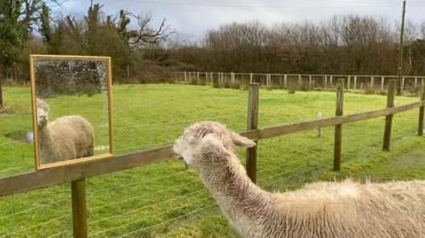 A alpaca outside in a pen with wood fencing around. He has his ears down and is facing away from the camera. He is looking at a mirror. 