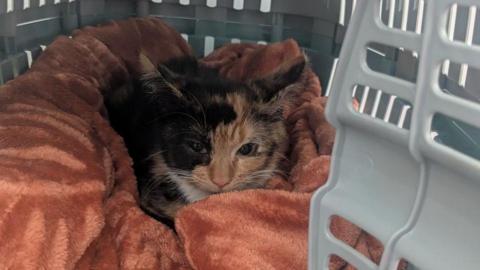 A picture of a black and orange cat laying on a orange blanket in a grey and blue cat carrier.