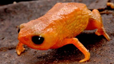  Brachycephalus lulai. 