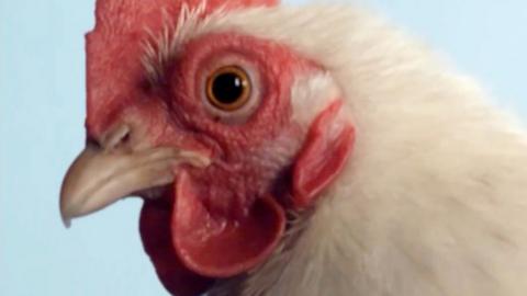 Close-up of a chicken's head