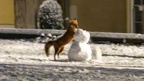 A fox playing with a snowman