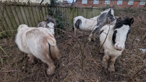 Four white-coloured ponies inside an area covered in overgrown brambles. There is a fence, along with houses in the background.