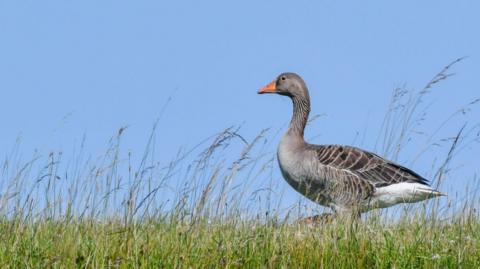 The goose has light grey feathers and a bright orange beak. It is on the ground standing in long grass.