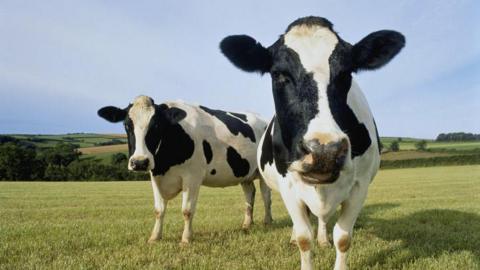 A stock image of two black and white cows in a grassy field 