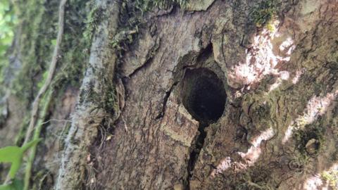 A hole in a tree trunk