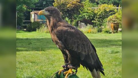 Kali - a black eagle with a yellow beak and claws standing on a perch