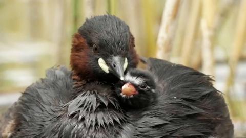 A black bird cuddles it's chick.