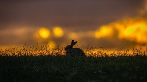 A hare in silhouette against a blurry yellow sky